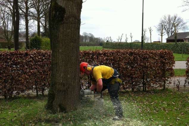 bomen kappen 